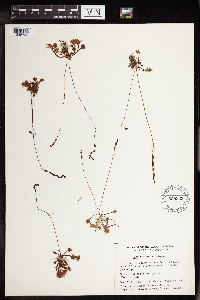 Drosera rotundifolia image