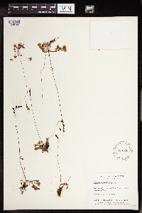 Drosera rotundifolia image