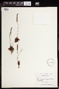 Drosera rotundifolia image