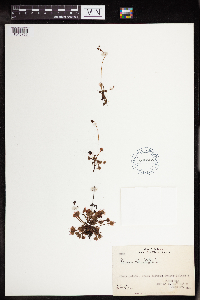 Drosera rotundifolia image