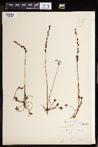 Drosera rotundifolia image