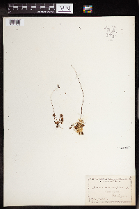 Drosera rotundifolia image