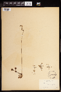 Drosera rotundifolia image