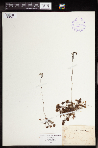 Drosera rotundifolia image