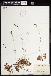 Drosera rotundifolia image