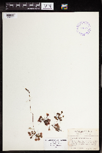 Drosera rotundifolia image