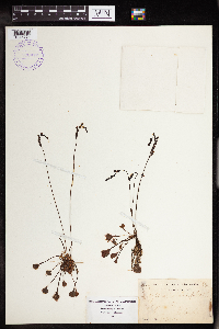 Drosera rotundifolia image