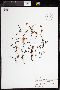 Drosera rotundifolia image