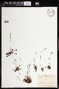 Drosera rotundifolia image