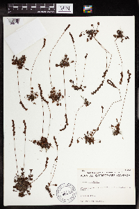 Drosera rotundifolia image