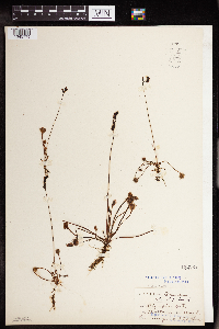 Drosera rotundifolia image