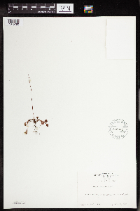 Drosera rotundifolia image