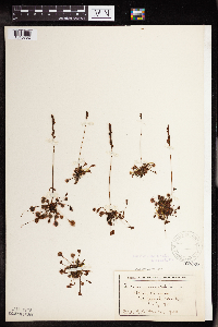 Drosera rotundifolia image