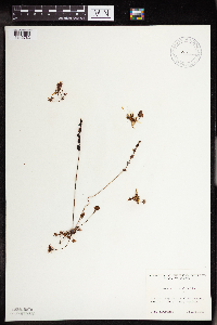 Drosera rotundifolia image