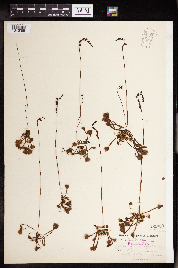 Drosera rotundifolia image