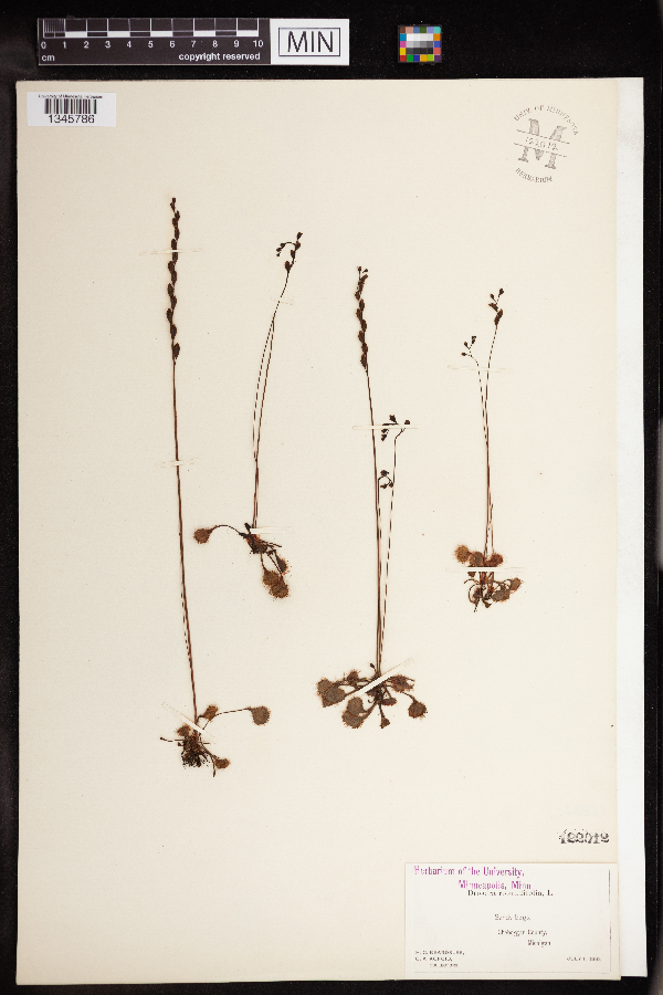 Drosera rotundifolia image