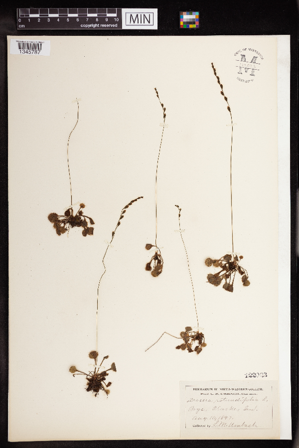 Drosera rotundifolia image