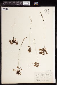 Drosera rotundifolia image
