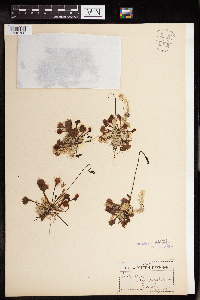 Drosera rotundifolia image