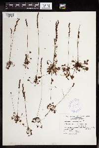 Drosera rotundifolia image