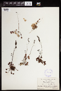 Drosera rotundifolia image