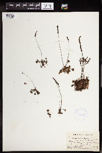 Drosera rotundifolia image