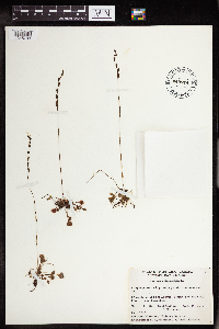 Drosera rotundifolia image