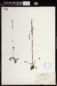 Drosera rotundifolia image