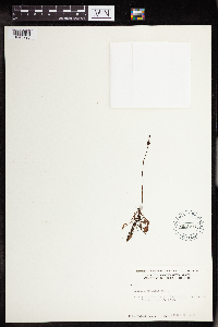 Drosera rotundifolia image