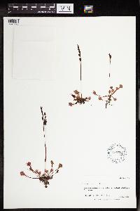 Drosera rotundifolia image