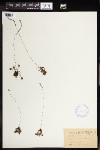 Drosera rotundifolia image