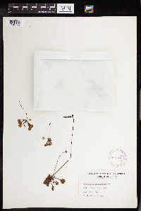Drosera rotundifolia image