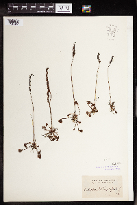 Drosera rotundifolia image