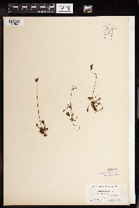 Drosera rotundifolia image