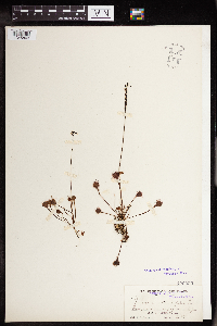 Drosera rotundifolia image