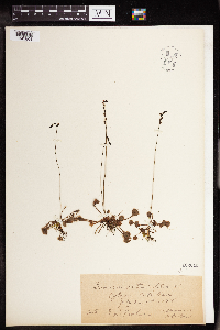 Drosera rotundifolia image