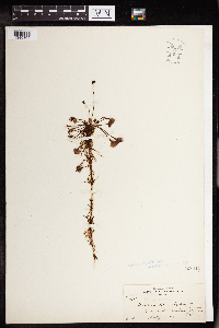 Drosera rotundifolia image