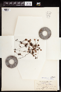 Drosera rotundifolia image