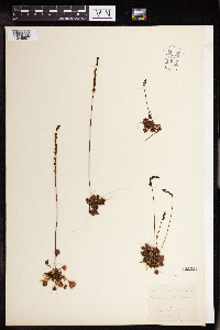 Drosera rotundifolia image