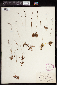 Drosera rotundifolia image