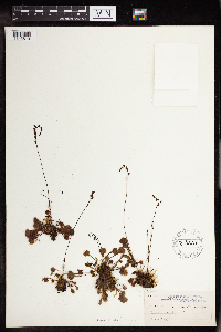 Drosera rotundifolia image