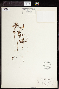 Drosera rotundifolia image