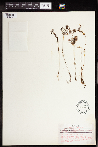Drosera rotundifolia image