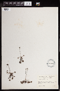 Drosera rotundifolia image