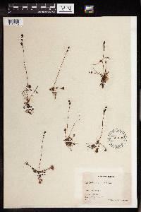 Drosera rotundifolia image