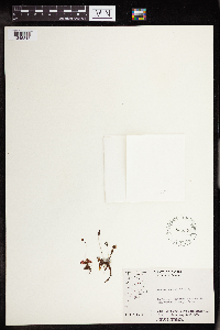 Drosera rotundifolia image