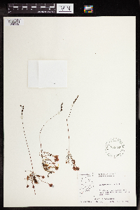 Drosera rotundifolia image