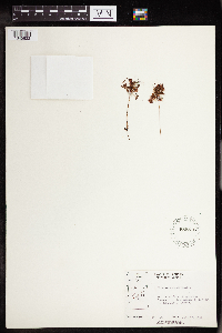 Drosera rotundifolia image