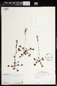 Drosera rotundifolia image