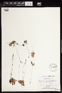 Drosera rotundifolia image